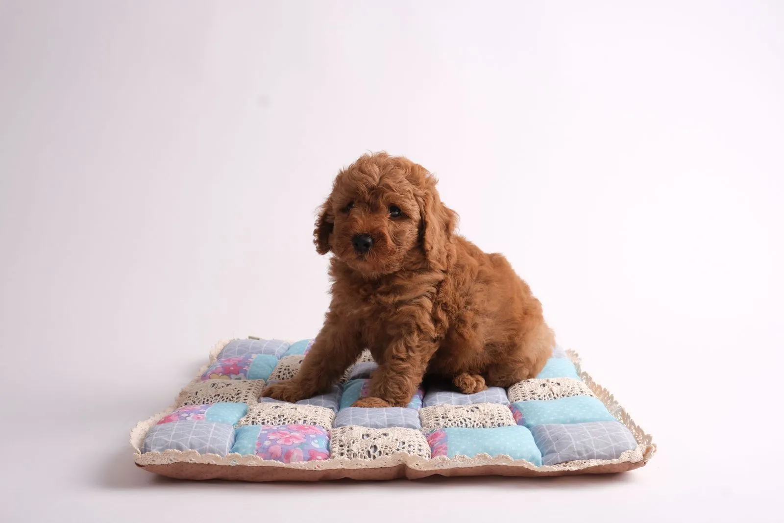 Un chiot caniche marron assis sur une couverture en patchwork colorée
